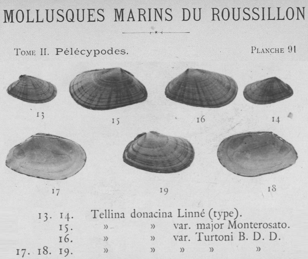 Tellina  donacina ?? (Linn, 1758)  Pliocene Astigiano